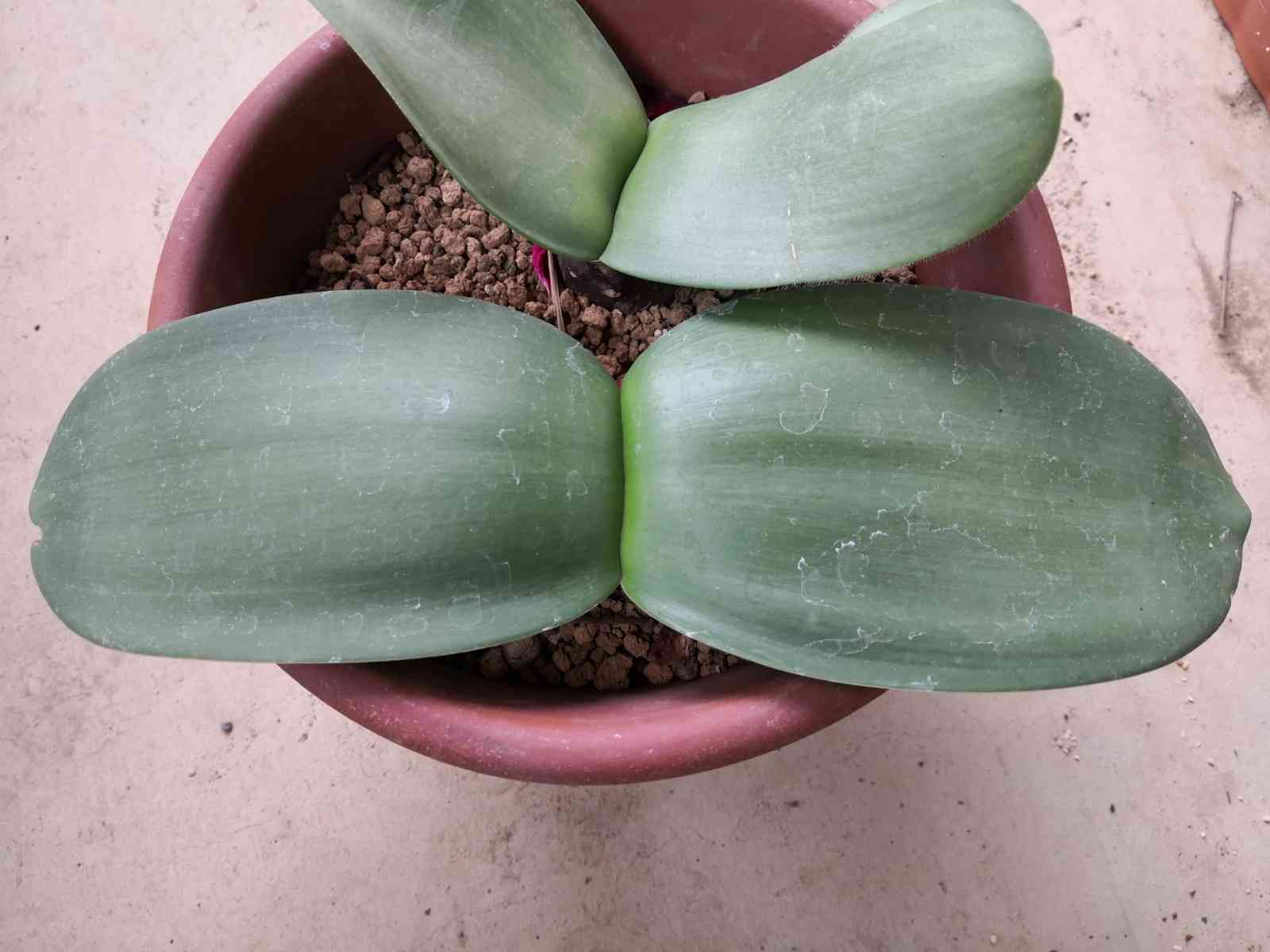 マユハケオモト』の植え替え｜🍀GreenSnap（グリーンスナップ）