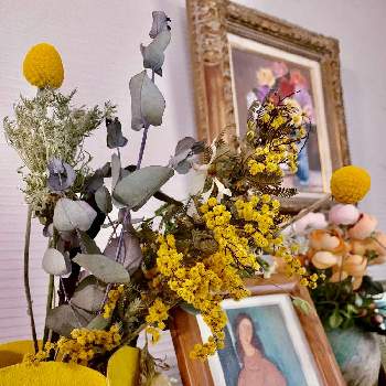 ミモザドライの画像 by muuuさん | インテリアとクラスぺディアとミモザドライとドライフラワーと可愛い花と思い出の花と黄色の花とお花は癒しと植物の飾り方
