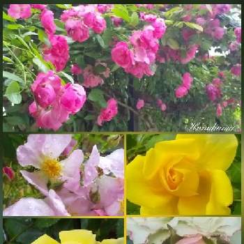 バレリーナの画像 by hanahamaさん | グリーンアイスとばらとバレリーナとアンジェラとバラとウクライナに平和をとピンクの花と花のある生活と感謝と祈りと黄色い花と金曜ローズショーと乙女色クラブと白い花と小さな庭(花生活❀h)