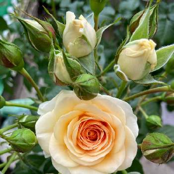  スプレーバラの画像 by まささん | 小さな庭と薔薇♡とばら バラ 薔薇と薔薇のある暮らし♡と スプレーバラと黄色のバラ