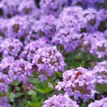 小さなお花の画像 by ポパイ2さん | お出かけ先とタイムと小さなお花と紫のお花