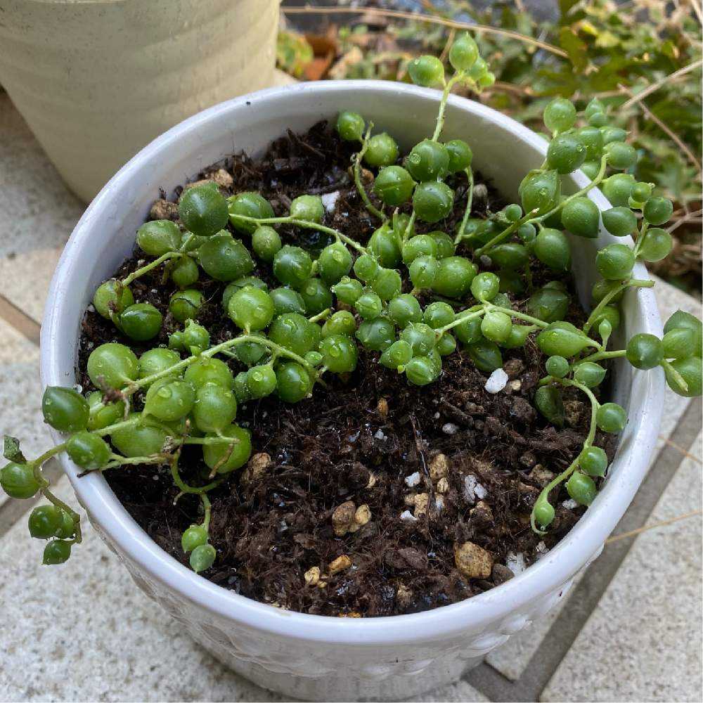 グリーンネックレス グリーンネックレス2号成長記録｜🍀GreenSnap（グリーンスナップ）