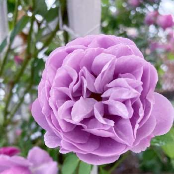 青紫の花の画像 by ゆあんさん | 小さな庭と庭のお花と幸せとばら バラ 薔薇とバラ・シュラブローズと薄紫色の花と花のある風景とバラ・ミニ薔薇とバラ大好きとシュラブとつるバラと薔薇レイニーブルーと薔薇が好きと青紫の花と花に癒される日々とガーデニングとバラ・ミニバラと花が好きと小さな幸せと地植えの花と紫のお花