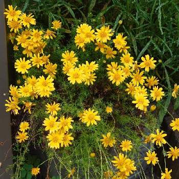きいろいお花の画像 by michiさん | 小さな庭とダールベルグデージーと満開と雨の中とミッチの会ときいろいお花とかわいい