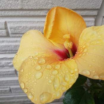 ハイビスカスの花の画像 by hiroさん | 玄関とハイビスカスの花と今日のハイビスカスと ハイビスカス