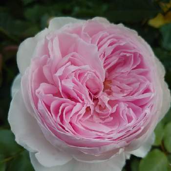 おきにいりの画像 by Keiさん | 小さな庭とクリスティアーナとみどりのある暮らしと薔薇愛同盟と花木とマイガーデンとGS映えときれいとおうち園芸とおきにいりとガーデニングと花のある暮らしとかわいいとKei's Rose Garden 2022と咲いた！