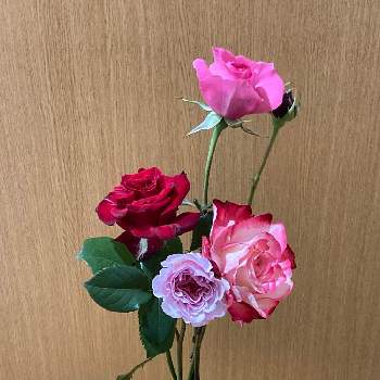 我が家の花の画像 by 和花さん | バラ、薔薇、ばらと色がきれいと赤い花と上品な色合いと花のある暮らしと我が家の花と手作り花瓶