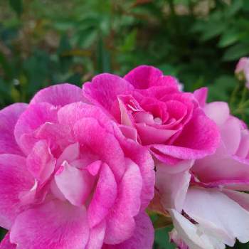 おきにいりの画像 by Keiさん | 小さな庭とバラ ブリリアントピンク アイスバーグとブリリアント・ピンク・アイスバーグとみどりのある暮らしと薔薇愛同盟と花木とマイガーデンとGS映えときれいとおうち園芸とおきにいりとガーデニングと花のある暮らしとかわいいとKei's Rose Garden 2022と咲いた！