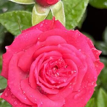 お花とお友達の画像 by 勿忘草さん | 小さな庭とおうち園芸とお花とお友達と鉢植えと濃いピンクの花とバラ・ミニバラ