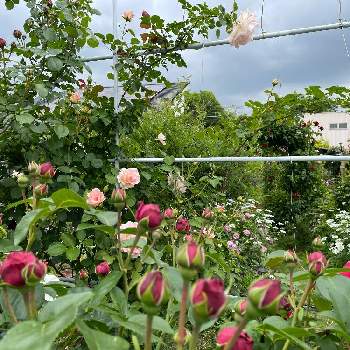 美しい薔薇の画像 by ラックスさん | 広い庭とルージュピエールドゥロンサールとロココと美しい薔薇とシュラブと四季咲バラとカップ咲とガーデニングと広いお庭
