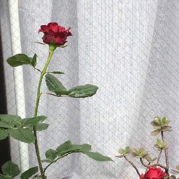 レッド系の画像 by Lさん | 小さな庭と美しいとレッド系と鉢植えと花のある暮らしと薔薇♪