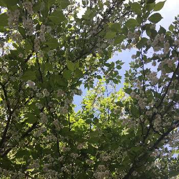お散歩便りの画像 by Mayさん | お出かけ先とエゴノキとご近所便りと開花中とお散歩便りとやさしさに包まれてとある晴れた日と満開とエゴノキの花＊
