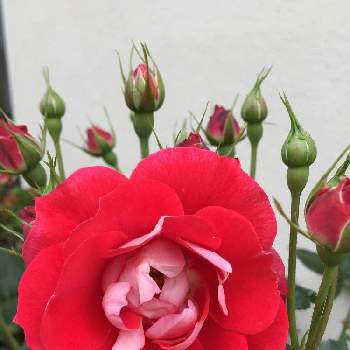 薔薇初心者の画像 by teru teruさん | 小さな庭と薔薇と薔薇の名前は、？とばら バラ 薔薇と薔薇に魅せられてとGSに感謝。と金曜ローズショーとバラ鉢植えと薔薇の咲く庭と薔薇初心者と薔薇大好きと頂いた薔薇