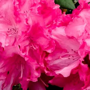 石楠花の画像 by moonさん | お出かけ先とシャクナゲと石楠花と実家の庭とピンクの花と我ら宮城県民と初夏へ