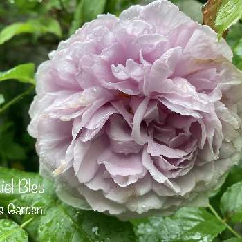 メネデールの画像 by ❀すず❀さん | 小さな庭とバラ　ル・シエル・ブルーとばら バラ 薔薇とガーデニング大好きとお花のある暮らしと5月とル・シェル・ブルーの特性と青・あお・ブルーとバイオマイスターとメネデールと地植え