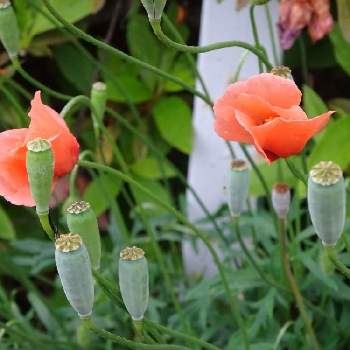 麻薬の原料 の投稿画像一覧 Greensnap グリーンスナップ