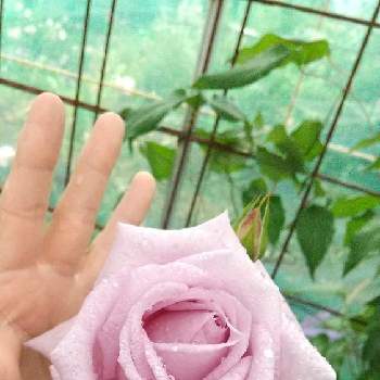 薔薇 ブルームーンの投稿画像一覧 Greensnap グリーンスナップ