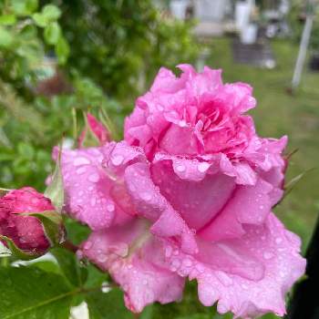 綺麗な薔薇の画像 by ラックスさん | 広い庭とビアンヴェニュと繰り返し咲きとピンクの薔薇と綺麗な薔薇とシュラブと薔薇のある家とガーデニングと広いお庭