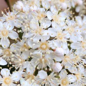 小さなお花の画像 by ショーンくんさん | 小さな庭と ベニカナメ と真っ白と小さなお花
