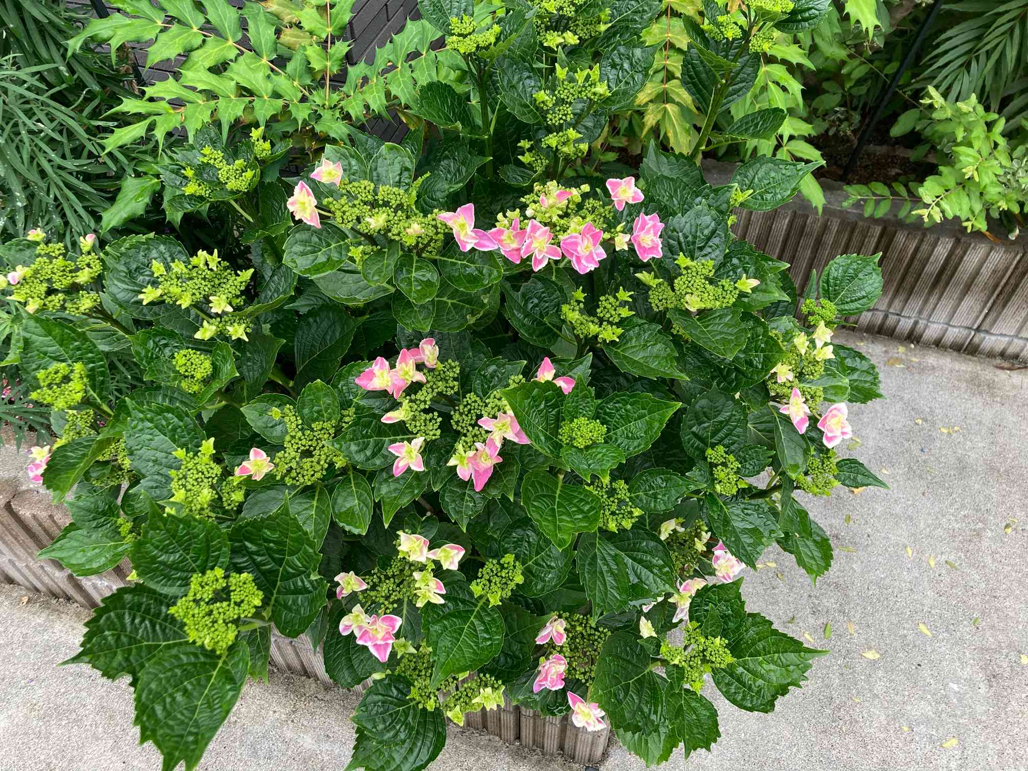 紫陽花　きらきら星　星の桜　母の日ピック付き 母の日】紫陽花 クイーンズブラック 黒色の宝石 高貴で上品な美しさ 5