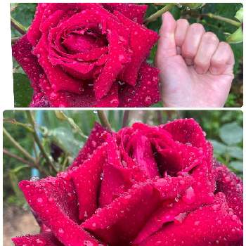 大輪の画像 by ラックスさん | 広い庭とパパメイアンと木立性と綺麗な薔薇と真っ赤な薔薇★と大輪と薔薇のある家と四季咲バラ