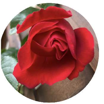 鉢植えの薔薇の画像 by Les fleurs ＊＊＊＊さん | 小さな庭と鉢植えの薔薇と赤い薔薇♡とつる薔薇♪と薔薇の花と春の花 ❁