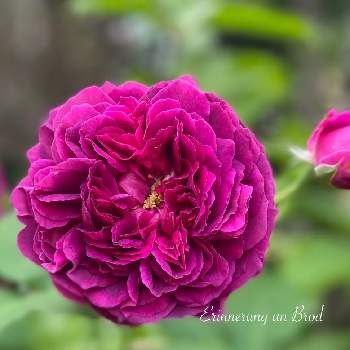 バラ・オールドローズの画像 by kyonekoさん | 小さな庭とバラ ユアインネルンアンブロとバラはいいなぁと薔薇愛同盟とお気に入りとナチュラルすぎるガーデンとバラ大好きと大好きとナチュラルガーデンとバラ 地植えとおうち園芸とバラ・オールドローズと可愛いと花のある暮らしとバラ・ミニバラとロザリアン