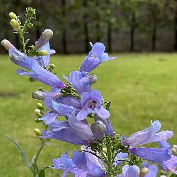 花と植物のある暮らしの画像 by イレブンさん | ペンステモン エレクトリックブルーとペンステモンと紫の花とさわやかと花と植物のある暮らし
