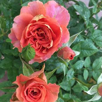オレンジ色の画像 by あきこさん | 小さな庭とミニバラ  コルダナと金曜日の蕾たちとばら バラ 薔薇と毎日ローズショーとバラ・ミニ薔薇とお家園芸と金曜ローズショーと綺麗とビタミンカラーとコルダナと香りの良いバラとオレンジのバラとオレンジ色と可愛いと薔薇♪とミニ薔薇