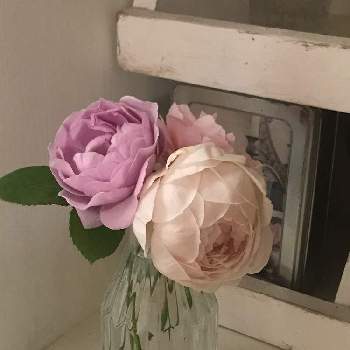シャビーの画像 by Megumiさん | インテリアとバラ、薔薇、ばらとプロローグとアンブリッジ・ローズとイングリッシュローズとバラ無農薬とシャビーとばら バラ 薔薇とお部屋に花をとイングリッシュ・ローズと薔薇を楽しむと花のある暮らしとバラ・ミニバラとロザリアンと薔薇のある暮らし