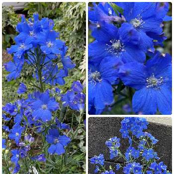 ブルーの画像 by まああるさん | 小さな庭とデルフィニウムとブルーと満開と青い花とキレイと地植え