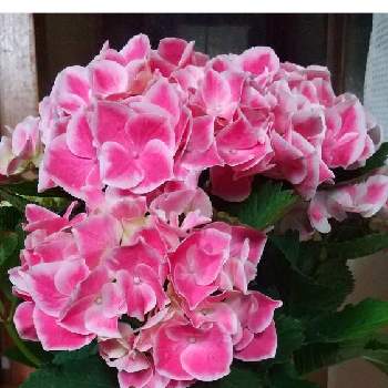 可愛いピンク色♡の画像 by ユリコさん | 玄関と紫陽花と癒やされるとあじさい♡とピンクの花と２０２０年５月同期とはなのある暮らしとおしゃれな花と可愛いピンク色♡とImagine♫