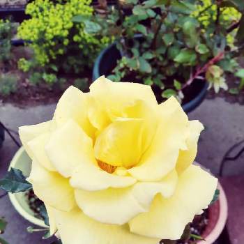 ゴールドバニーの画像 by ノアヒャンさん | 小さな庭とゴールドバニーとばら バラ 薔薇と北国の庭とバラが好きと花のある暮らしとバラを楽しむ