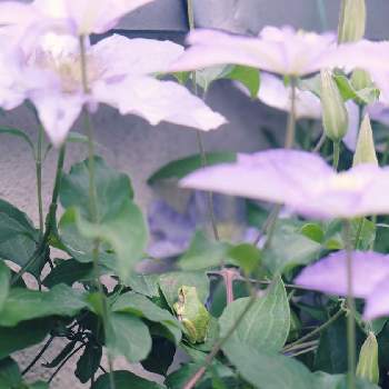クレマチス　テッセンの画像 by xinさん | 小さな庭と和風の庭とクレマチス　テッセンと小さな庭♡とおうち園芸
