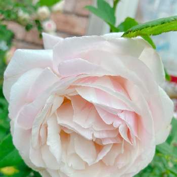 バラ・ビエドゥの画像 by Mの森さん | 小さな庭とバラ・ビエドゥとHTCとバラはいいなぁと薔薇愛同盟と植中毒とバラと夢CLUBと花のある暮らしとかわいいな♡とロザリアンとななちち印とチーム愛知と繋がりに感謝✨