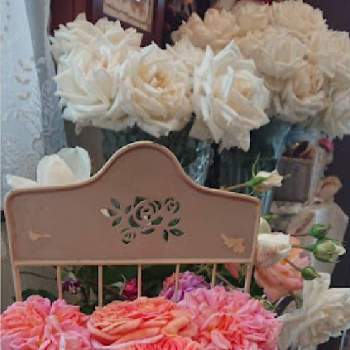 私の好きな場所の画像 by のりりんの森さん | 玄関と薔薇　ザンガーハウザー・ユビウムスローゼと薔薇　新雪と薔薇　アルキミストとバラはいいなぁと薔薇愛同盟と大好きなお花達と私の好きな場所と花のある暮らし