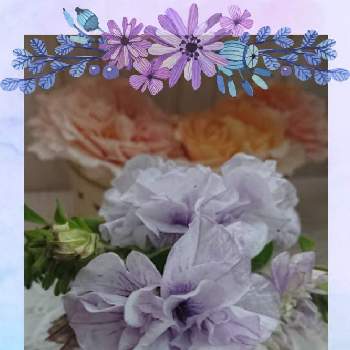 癒やされますの画像 by のりりんの森さん | 玄関とペチュニア パニエ ラベンダーと素敵な眺めと咲いた咲いたと可愛いなぁ❤️と癒やされますと花のある暮らしと綺麗だなぁと好きな花色