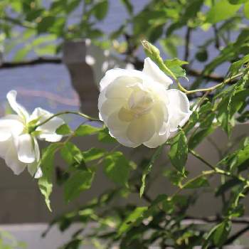 つるアイスバーグの画像 by luireさん | 小さな庭とバラとつるアイスバーグとつるバラとキュンキュン乙女倶楽部と薔薇愛同盟