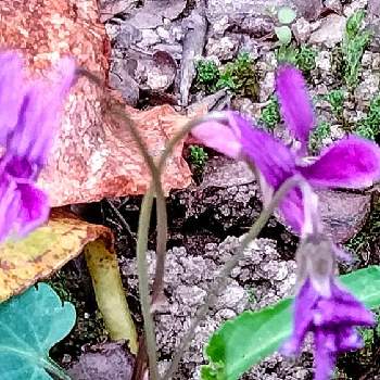 実家の花の画像 by moonさん | お出かけ先とスミレと初夏へと実家の裏山と実家の花と我ら宮城県民と紫の花