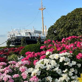 公園の花の画像 by yaccoさん | 広い庭とガーデンネックレス横浜2022と横浜とガーデンネックレス横浜2022コンテストと山下公園とバラ好きと５月の花と公園の花