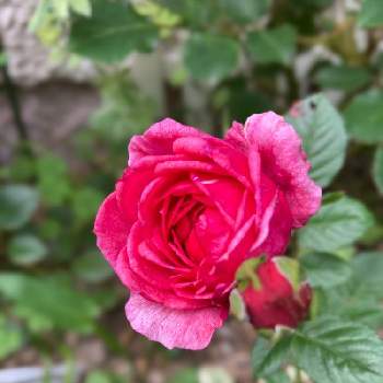 2年目の画像 by あおむらさきさん | 小さな庭とミニバラ　マースランドとピンクの花と2年目と花壇とGS日和とおうち園芸とバラ好きとガーデニングと花のある暮らしとiPhone撮影