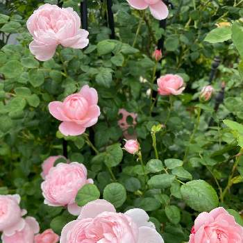 自然美の画像 by francaiseさん | 小さな庭と☆薔薇と自然美と植中毒と☆バラフェチと可愛いと綺麗な色♡と花のある暮らしと☆開花