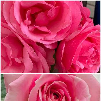 ラブリー♡の画像 by viola036さん | 部屋とラブリー♡と薔薇愛同盟とわくわく♡とありがとう❤️と今日の一枚と花のある暮らし