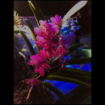 埼玉の画像 by ニコちゃんさん | 部屋とバンダ　プチブーケと小さな蘭と幸せ♡と観葉植物と癒やしとピンクの花とありがとう❤️とピンク❤︎ピンクとピンクの蘭とコルク着生と埼玉と花のある暮らし