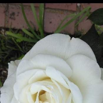 純白の画像 by Yoshioさん | バラと白いバラと純白と蕾応援団とかわいいと乙女色クラブ
