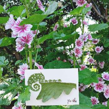 葉っぱアートの画像 by ヨシさんさん | 小さな庭とお花を楽しむと手作りの庭とお花のある暮らしと庭に咲く花達と花いろいろとマロウ♡と葉っぱアート