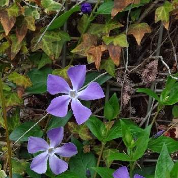 きょうのお花の画像 by Kevinさん | ツルニチニチソウとお花大好き♡と紫色の花とGS映えと青い花と２０２０年５月同期と今日の一枚と今日のお花と今日の花と美しく青きドヨウと可愛いと花のある暮らしとかわいいと青い花マニアときょうのお花と紫の花と気が付けば土曜日とヨーロッパ原産と素敵