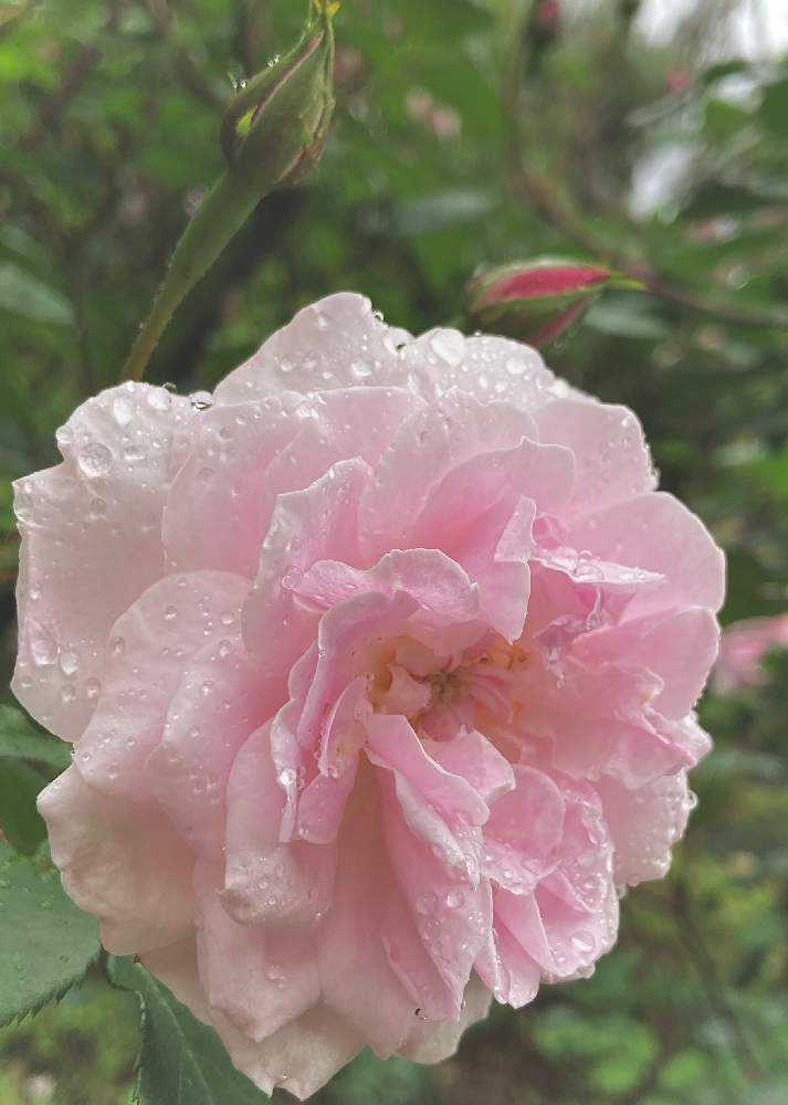 そうだ小雨の降る日はバラ園へ行こう｜🍀GreenSnap（グリーン