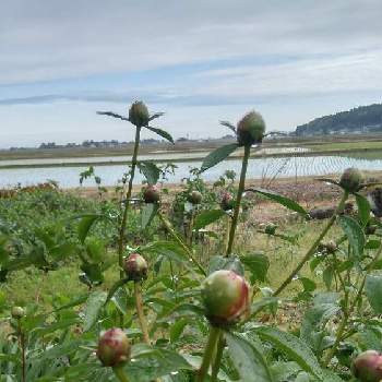 芍薬の蕾の投稿画像一覧 Greensnap グリーンスナップ