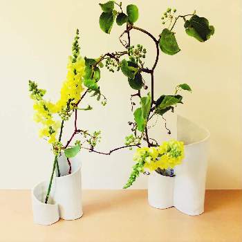 テーブル花の画像 by apricot53さん | 玄関とサンキライとキンギョソウとテーブル花とおうちで飾る花といけばなとフラワーアレンジメントと切り花と生け花